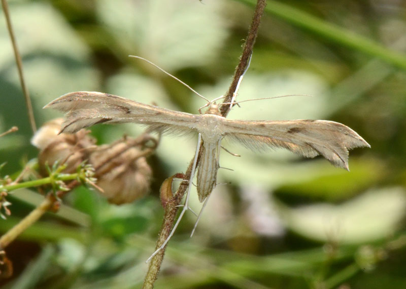 Pterophoridae da identificare